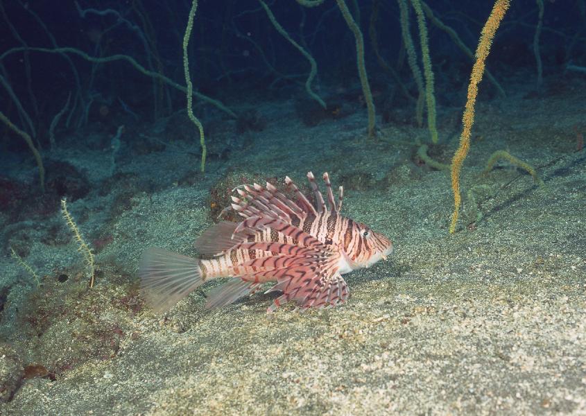 Coral5105.jpg