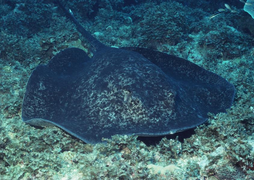 Coral5109.jpg