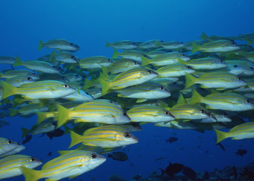 Coral5124.jpg