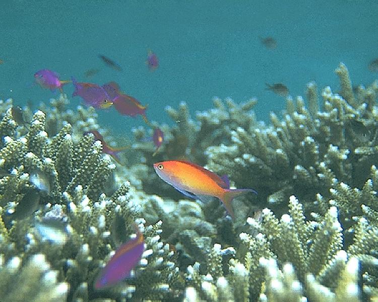 Coral5216.jpg