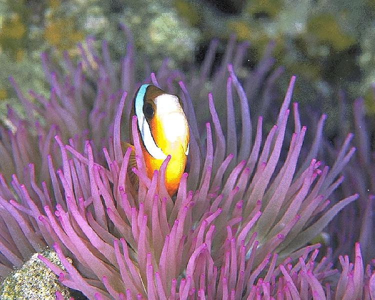 Coral5223.jpg