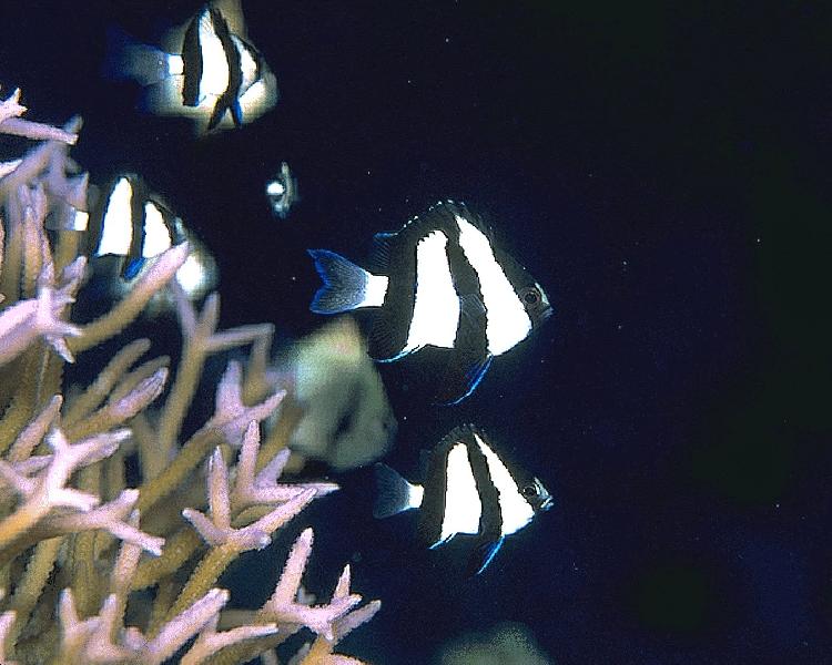 Coral5225.jpg