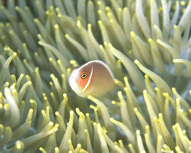 Coral5229.jpg