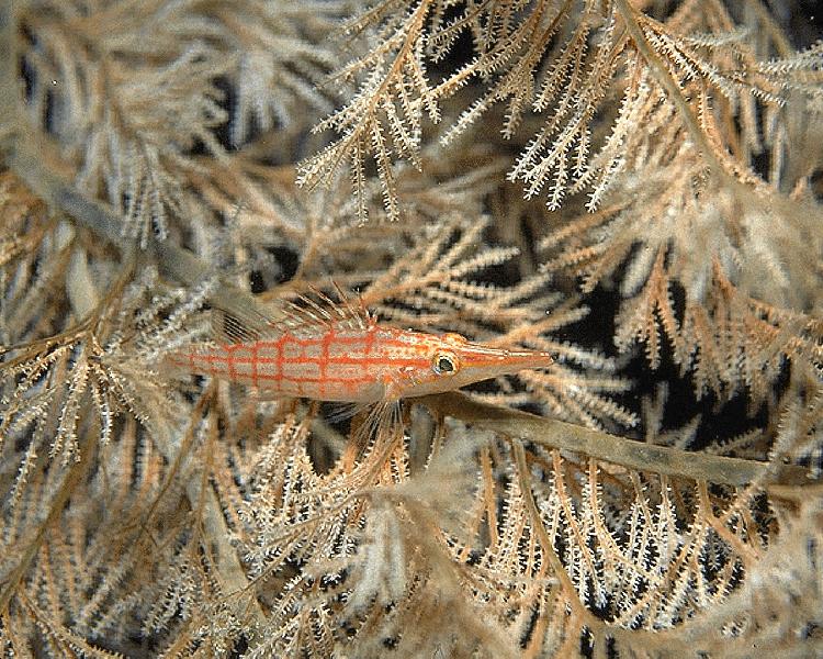 Coral5230.jpg