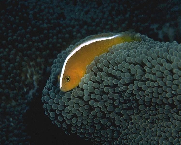 Coral5239.jpg