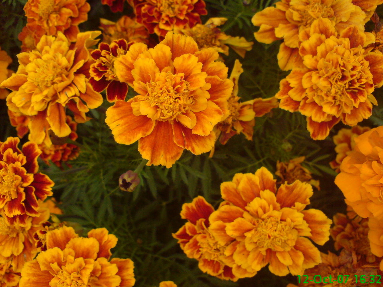 DSC00653.JPG