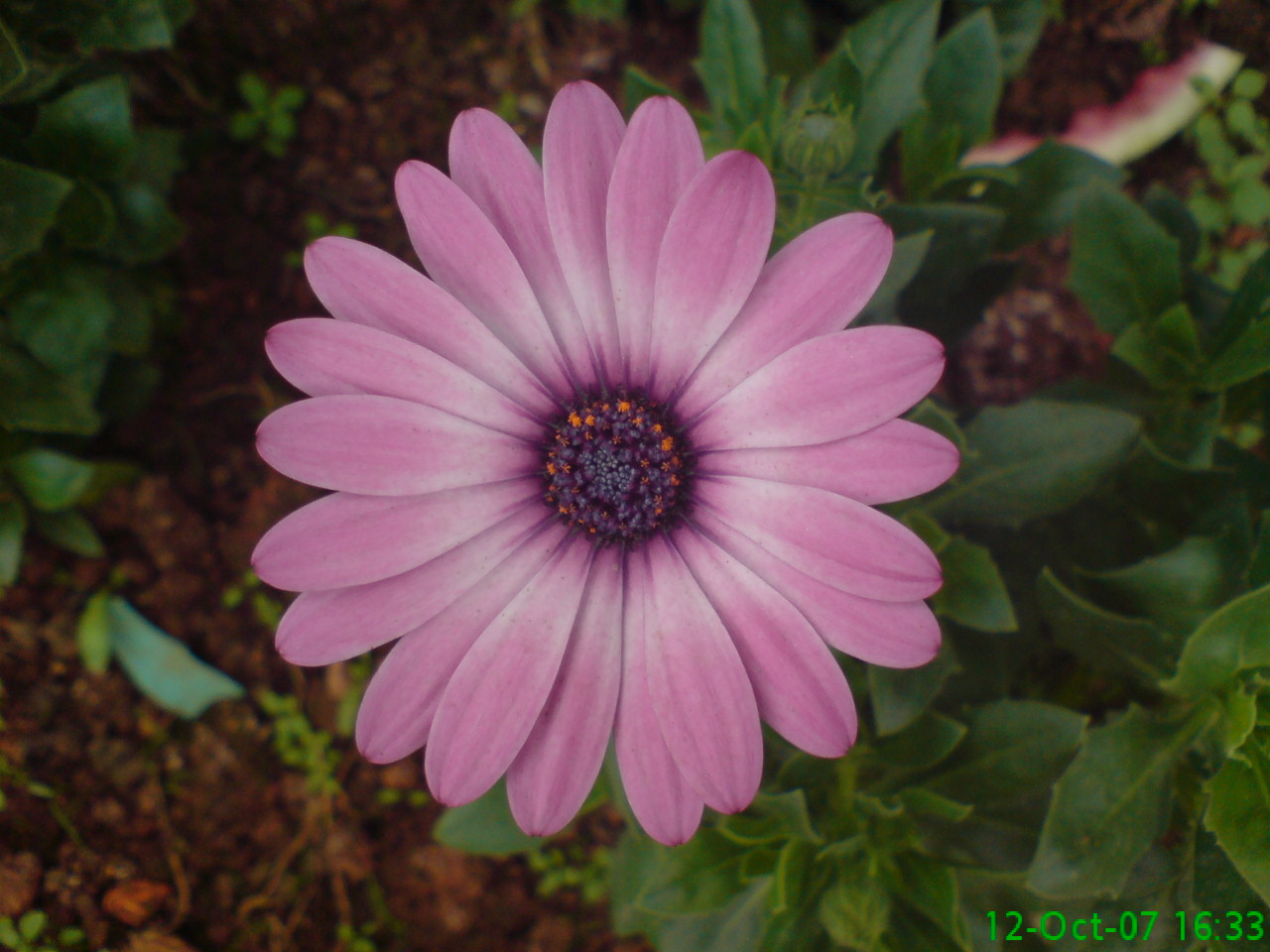 DSC00654.JPG