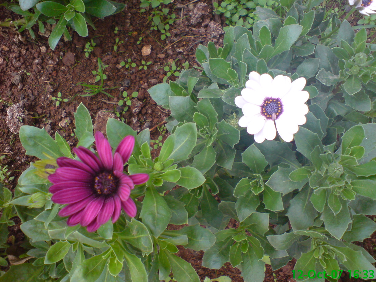 DSC00655.JPG