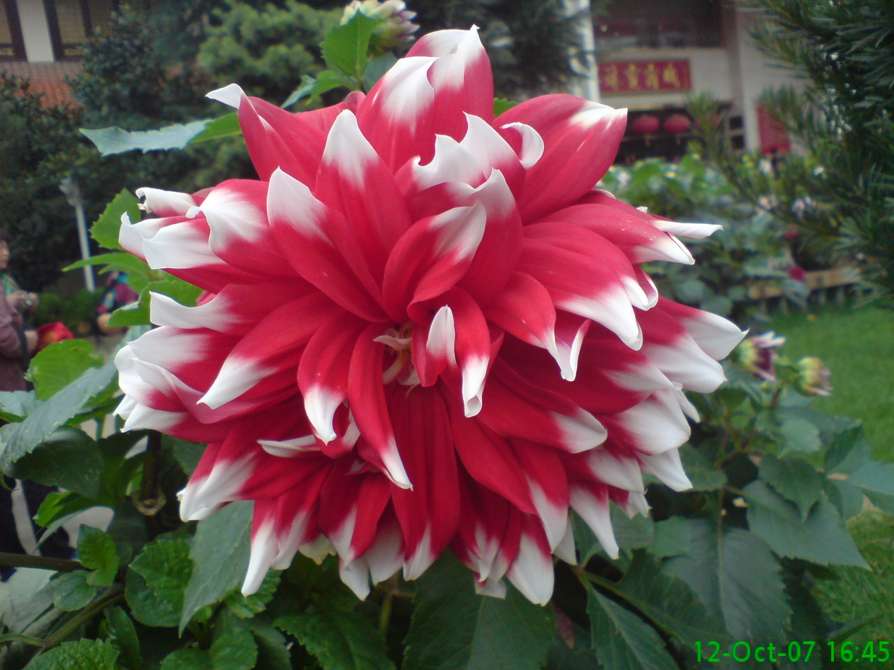 DSC00661.JPG