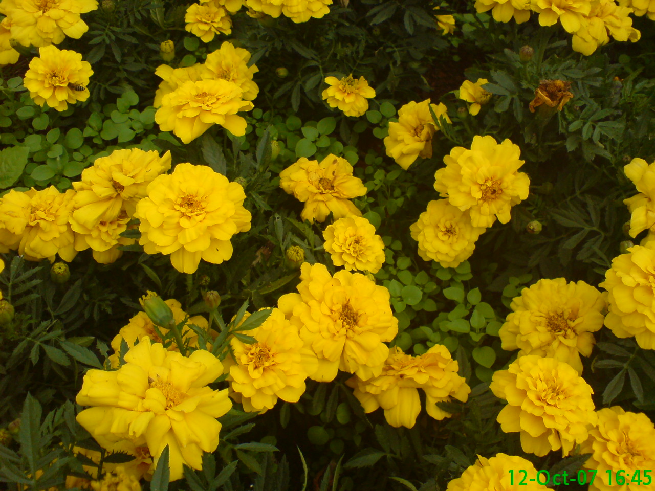 DSC00662.JPG