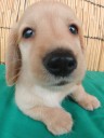 Dachs-gold2_thumb.jpg