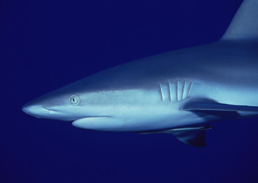 Dodv7162.jpg