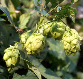 Hops.jpg