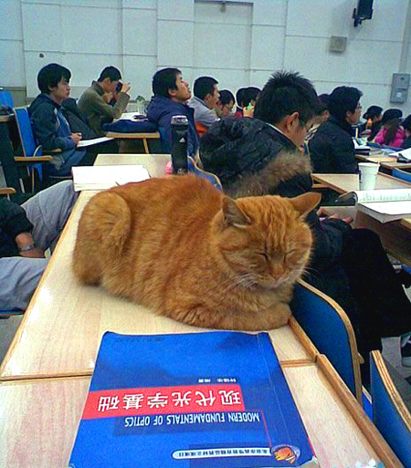 猫01.jpg