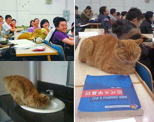 猫02.jpg