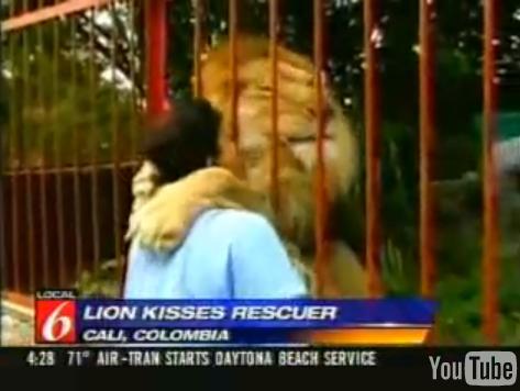 Lion4.JPG