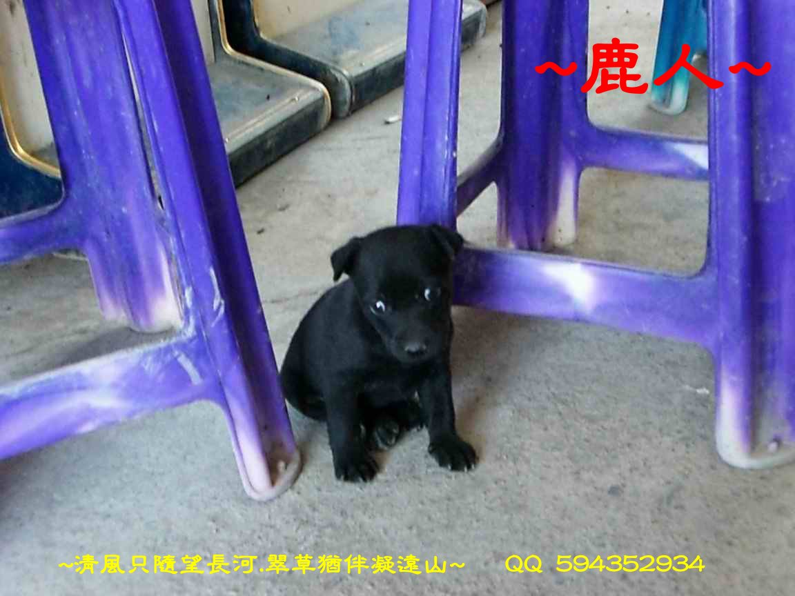 1老鹿_看周邊_02.JPG