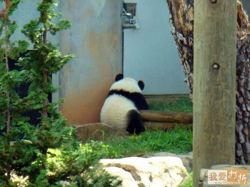 25長江長江 熊貓一號就位待命.jpg