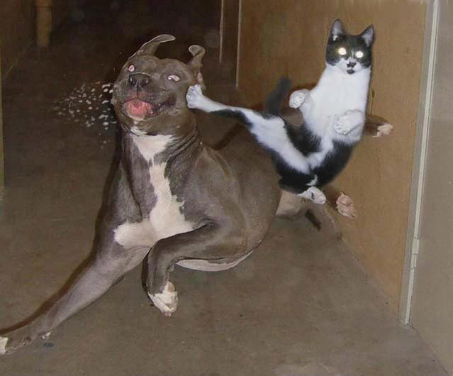 cat%20kill%20dog.jpg