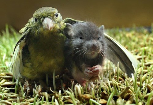 a10.jpg