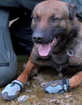 德國警方給警犬穿上“軍靴”