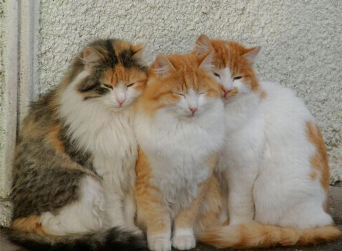 acid_picdump_111.jpg