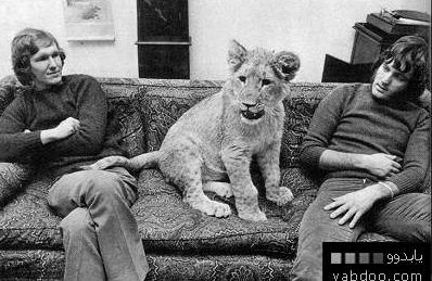 baby_lion.jpg