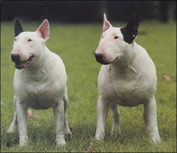 bullterrier_forde.jpg