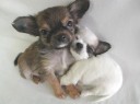 chihuahua14_thumb.jpg