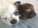 chihuahua15_thumb.jpg