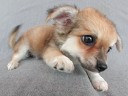 chihuahua3_thumb.jpg