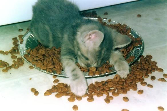 cute_overdose.jpg