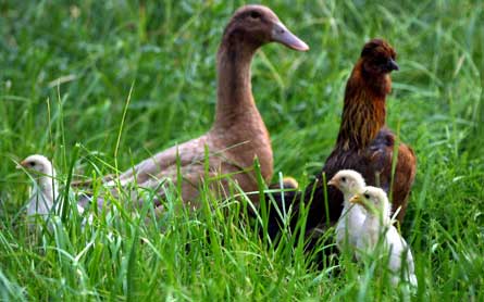 duckhen.jpg