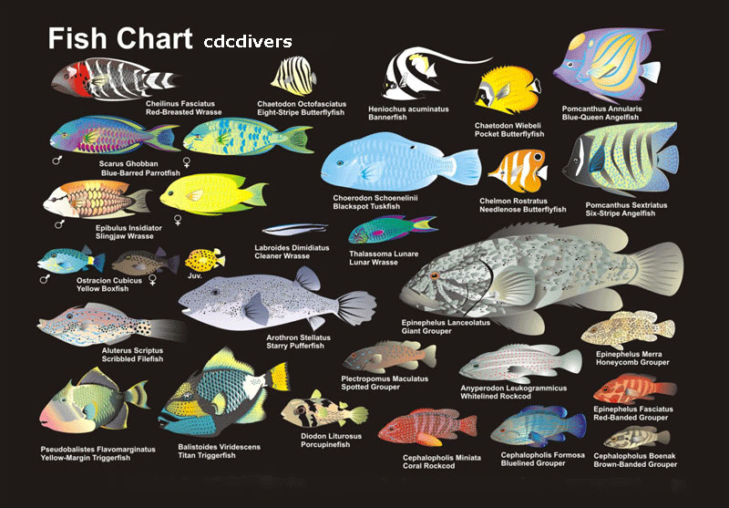 fish1.gif