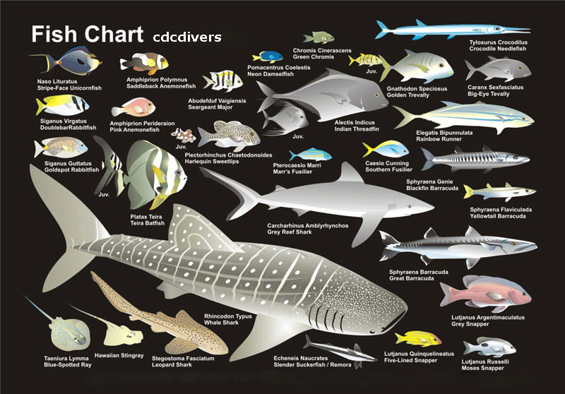 fish2.gif
