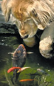 fishdog.jpg