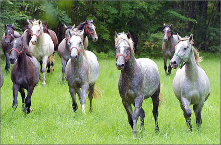 horse.jpg