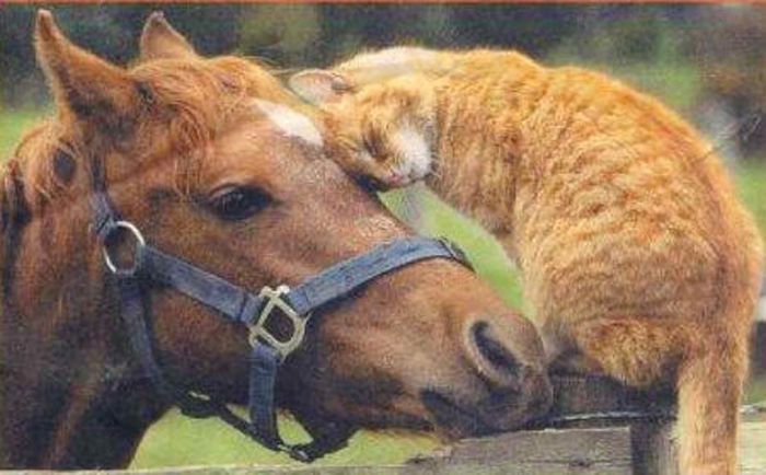 horse.jpg