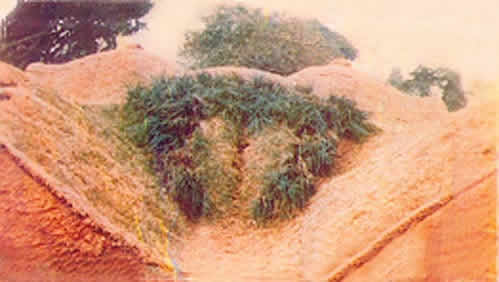 naturale-1_920.jpg
