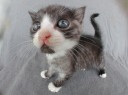 neko2_thumb.jpg
