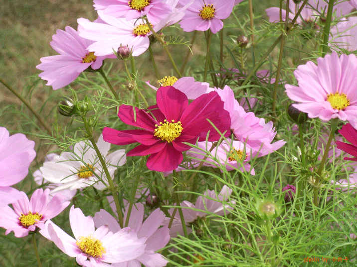 大波斯菊.gif