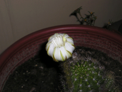 仙人掌 (cactus)開花.gif
