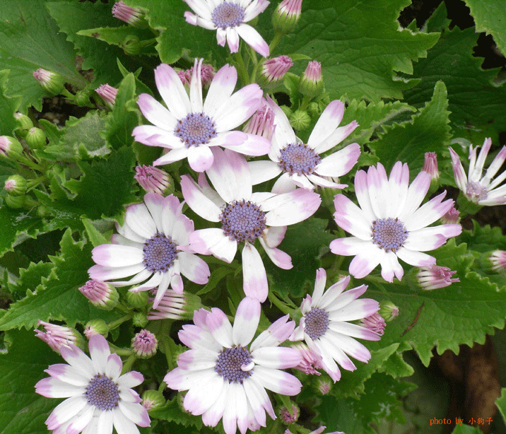 瓜葉菊.gif