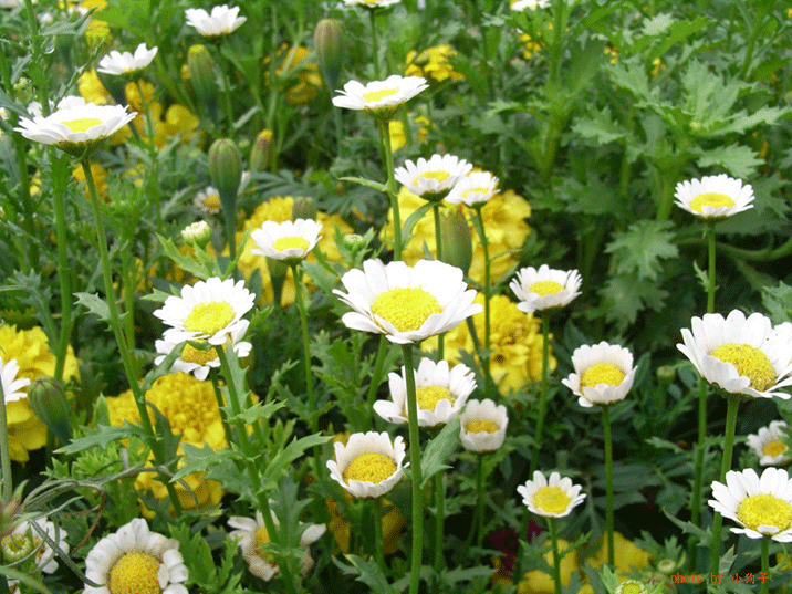 白晶菊.gif