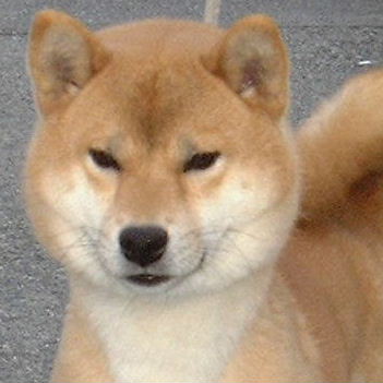 柴犬.jpg