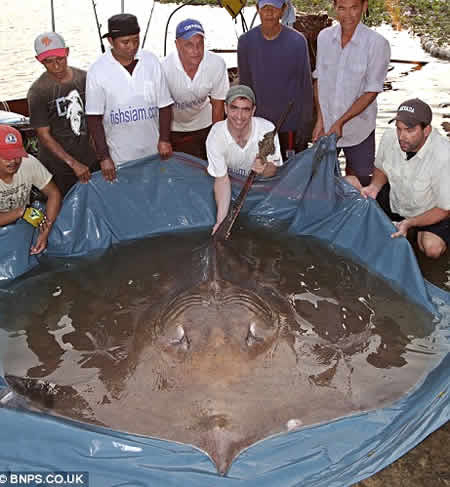 魚.jpg