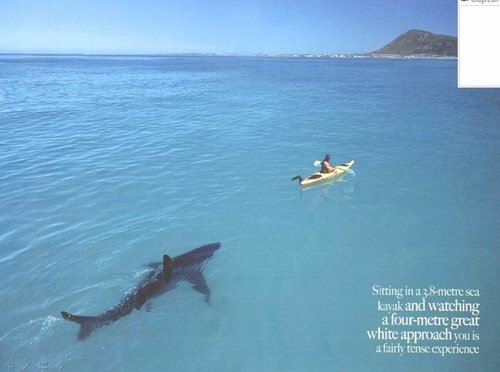 sharkandtheman001.jpg