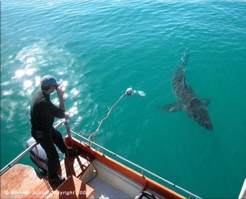 sharkandtheman002.jpg