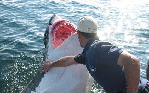 sharkandtheman003.jpg
