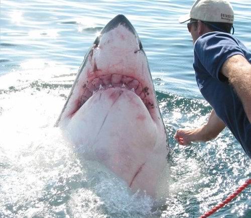 sharkandtheman004.jpg